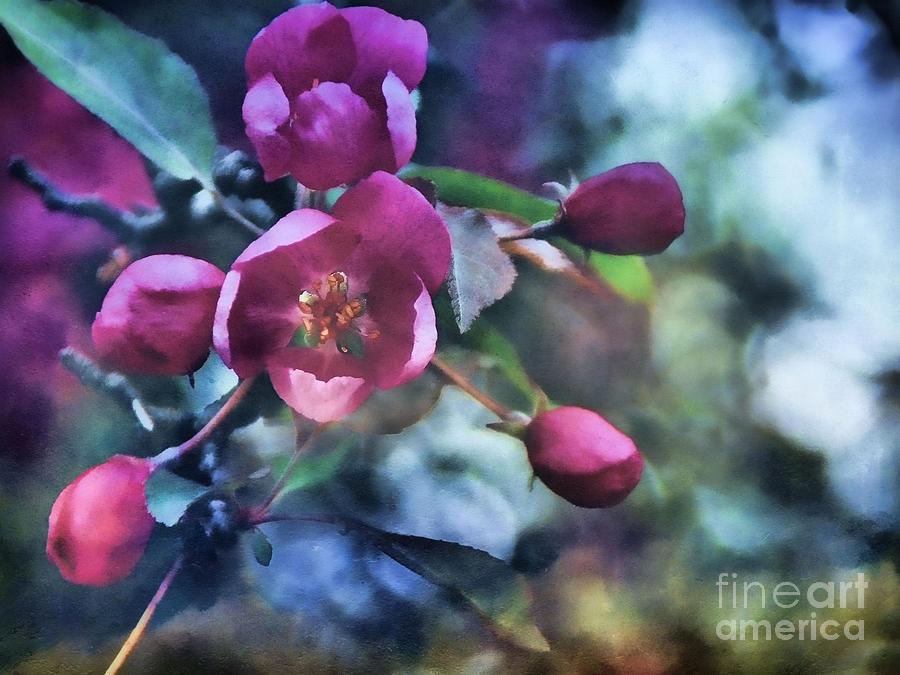 Apple Blossom Photograph by Andrea Kollo Apple Blossom Photograph by Andrea Kollo