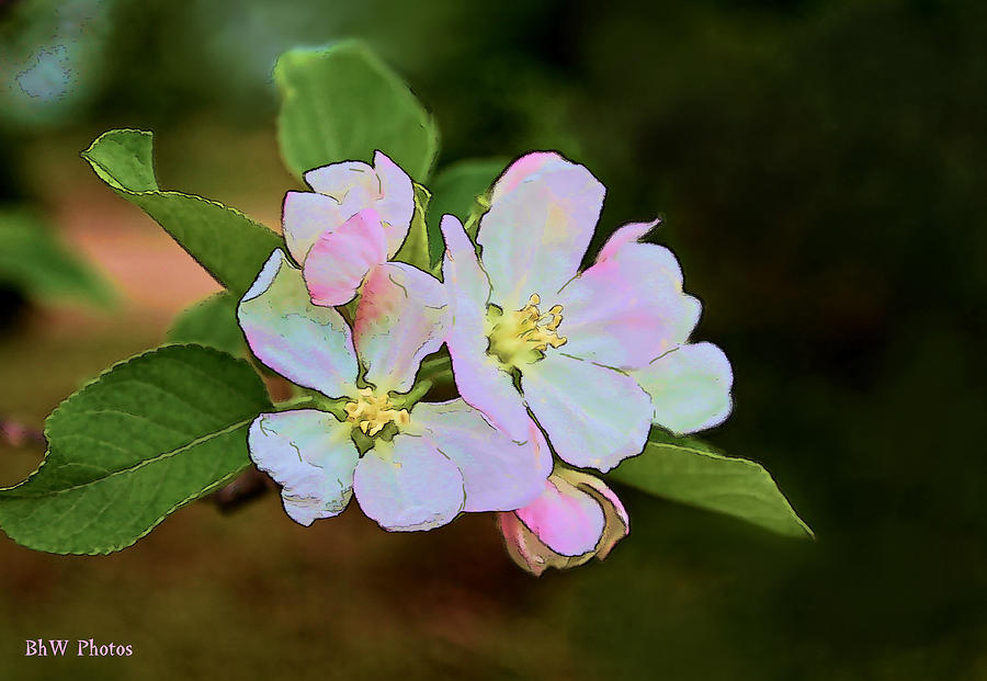Apple Blossom Photograph by Bonnie Willis