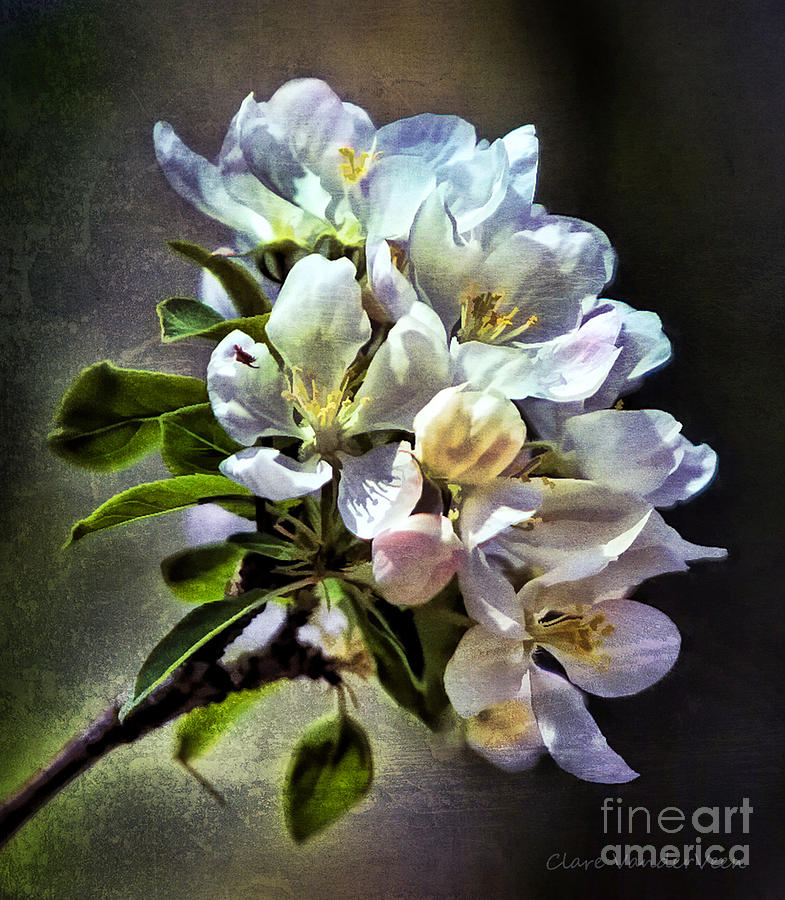 Apple Blossom Photograph by Clare VanderVeen