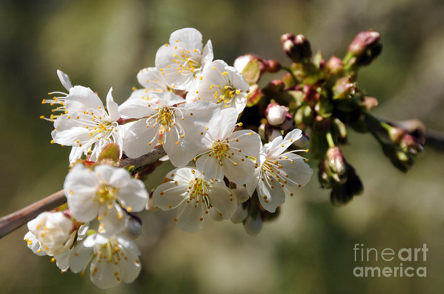Apple Blossom II Photograph by Sarah Schroder