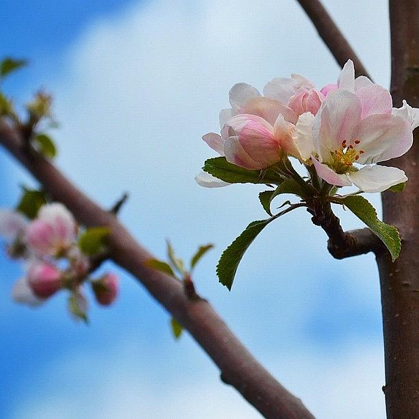 Flowers Still Life Photograph - Apple Blossom In The Sky by Silva Halo