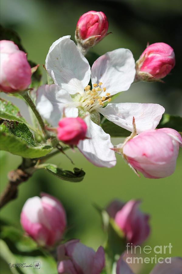 Apple Blossom Photograph by J McCombie