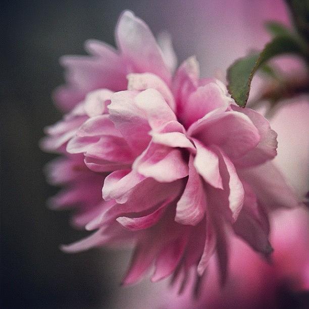 Nature Photograph - Apple Blossom by Kim Gourlay