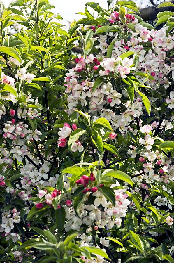 Spring Photograph - Apple Blossom (malus pom Zai) by Adrian Thomas