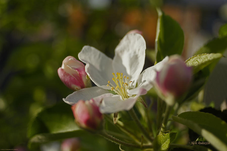 Spring Photograph - Apple Blossom by Mick Anderson