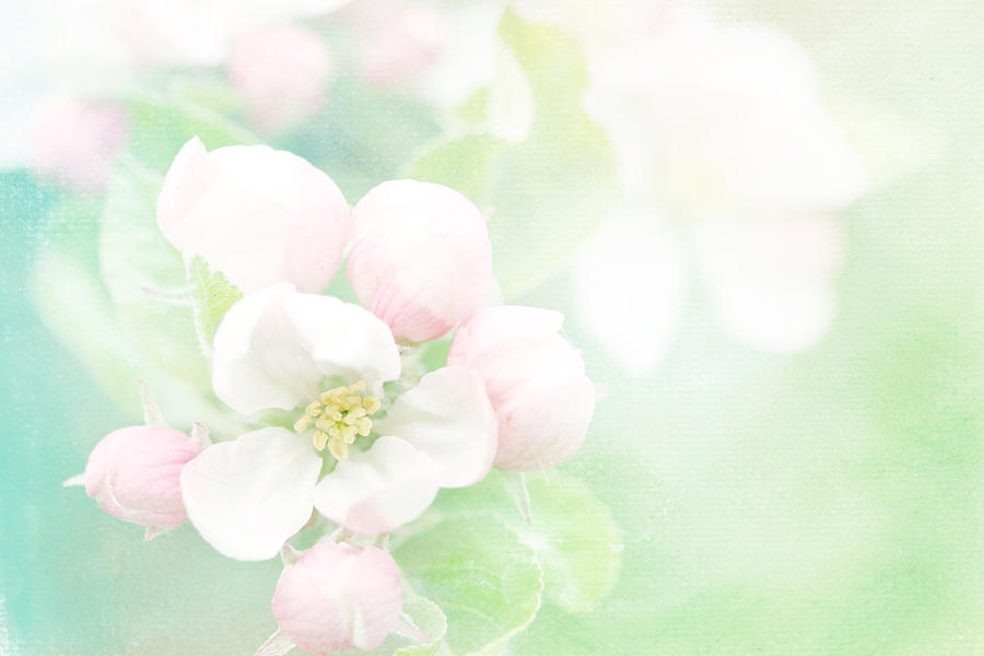 Apple Blossom Pink Photograph by Sharon Johnstone