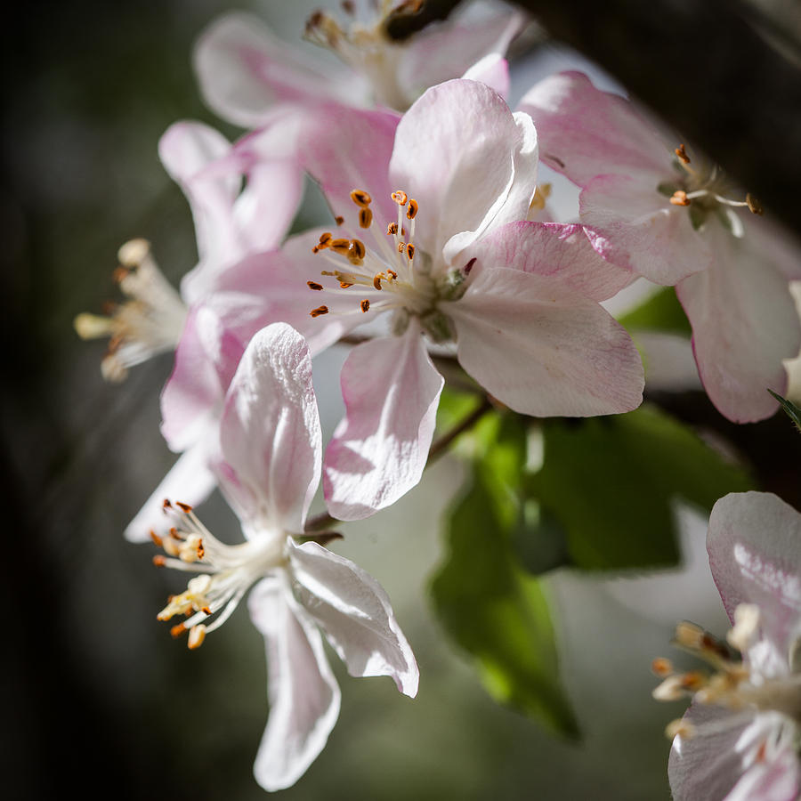 Apple Blossom Photograph by Ralf Kaiser