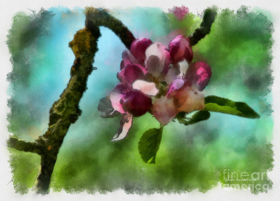 Apple Blossom Time Photograph by Clare VanderVeen