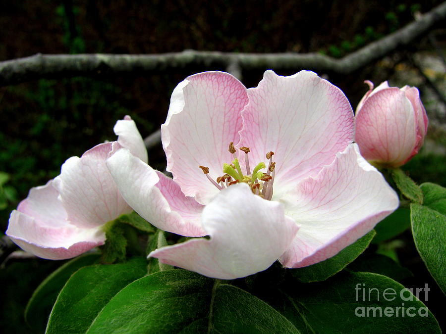 Apple Blossom Time Photograph by Lili Feinstein