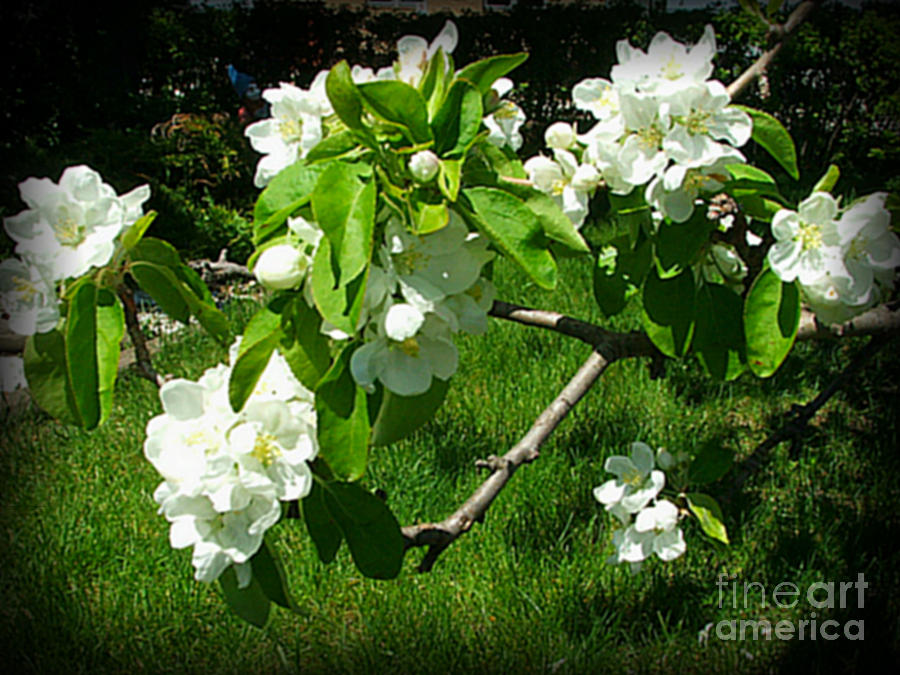 Summer Photograph - Apple Blossoms -1 by Ashley Vipond