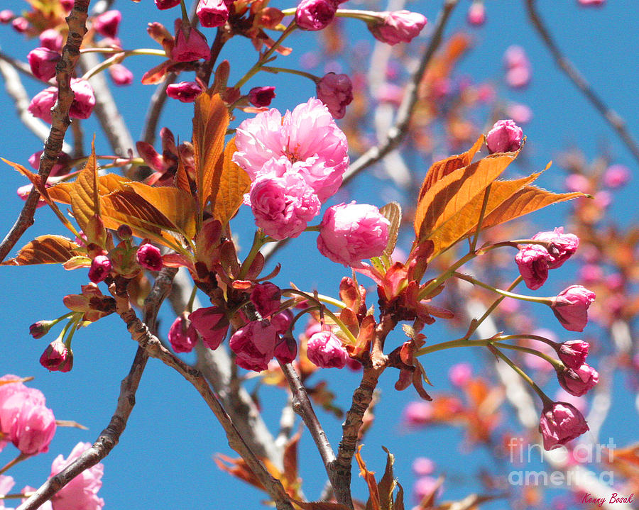 Apple Blossoms Amongst Blue Sky Photograph by Kenny Bosak