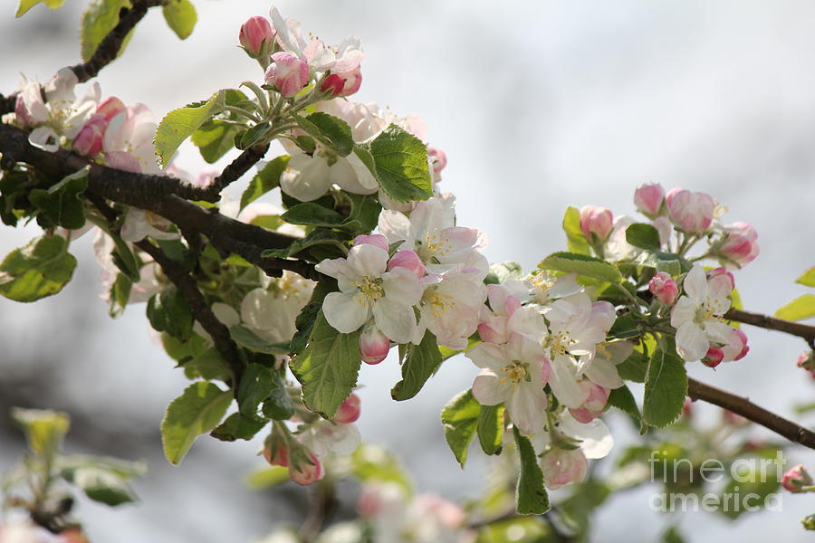 Nature Photograph - Apple Blossoms II by Scenesational Photos Nature Photograph - Apple Blossoms II by Scenesational Photos
