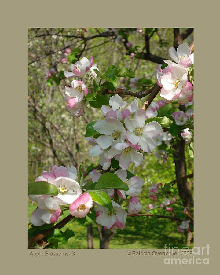 Apple Blossoms-IX Photograph by Patricia Overmoyer