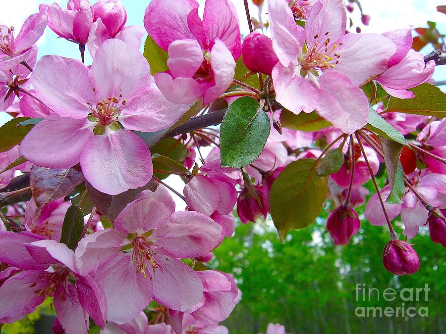 Apple blossoms Photograph by Jim Sauchyn
