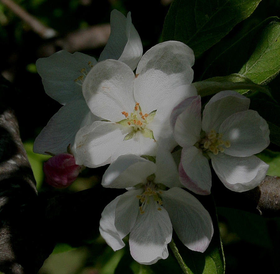 Apple Blossoms Photograph by Karen Harrison Brown