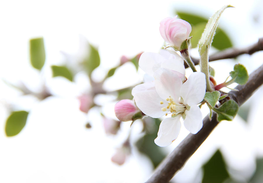 Apple Blossoms Photograph by Masha Batkova