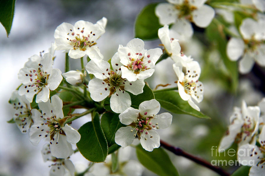 Apple blossoms Photograph by Yumi Johnson