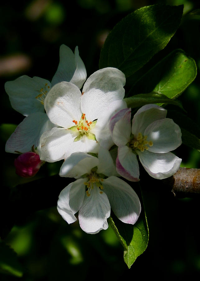 Apple Blossoms2 Photograph by Karen Harrison Brown