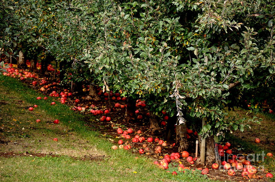 Apple Fall Photograph by Tatyana Searcy
