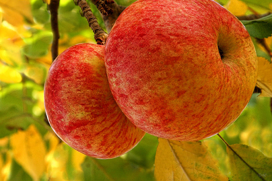 Apple Photograph - Apple Harvest by Donna Swiecichowski