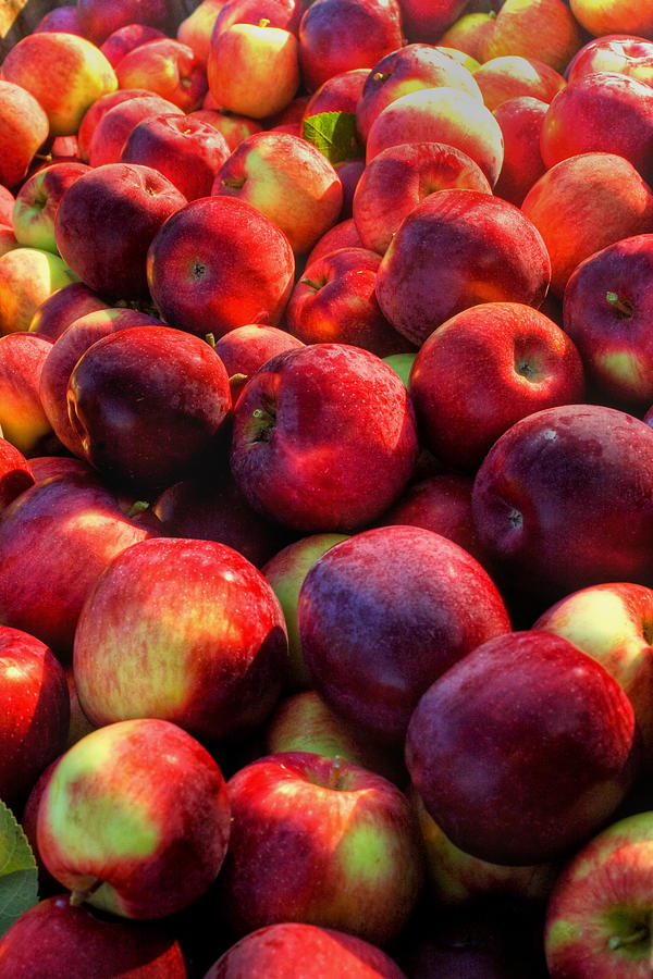 Apple Harvest Photograph by Joann Vitali