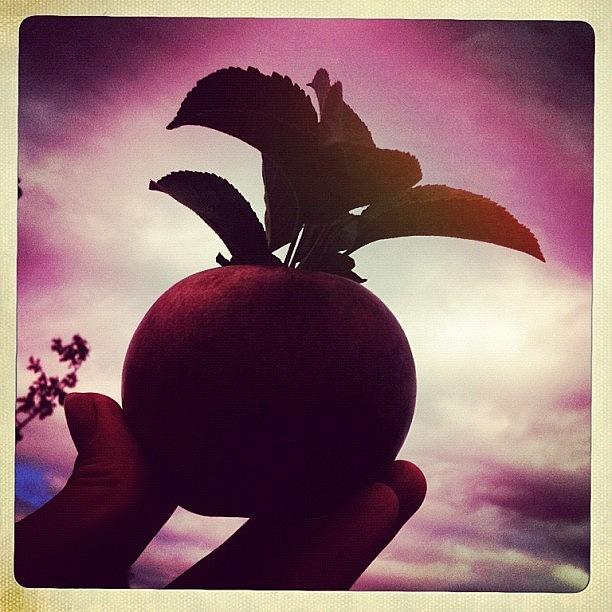 Apple Pickin Photograph by Megan Rudman