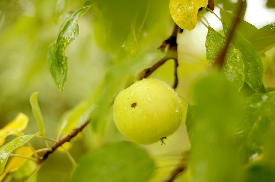 Apple Taste of Summer Photograph by Jenny Rainbow