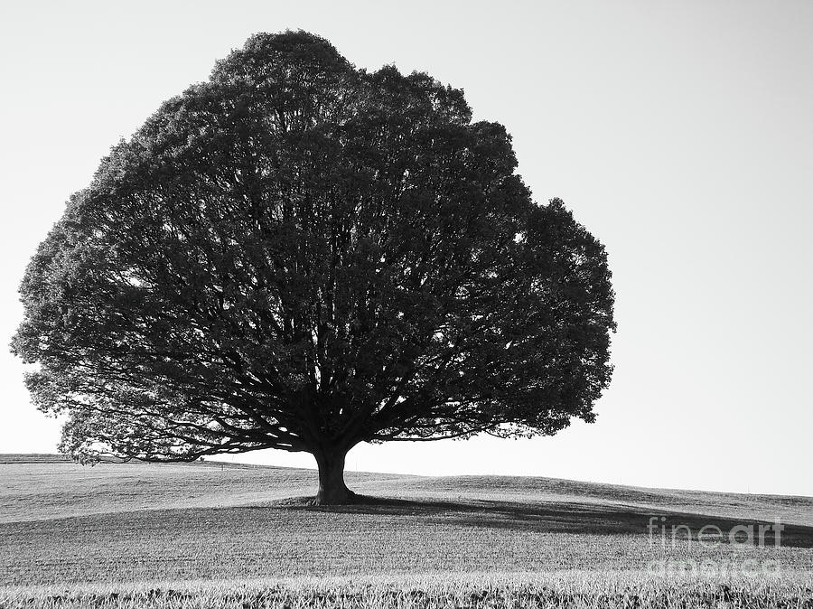 Apple Tree Photograph by Bruno Santoro