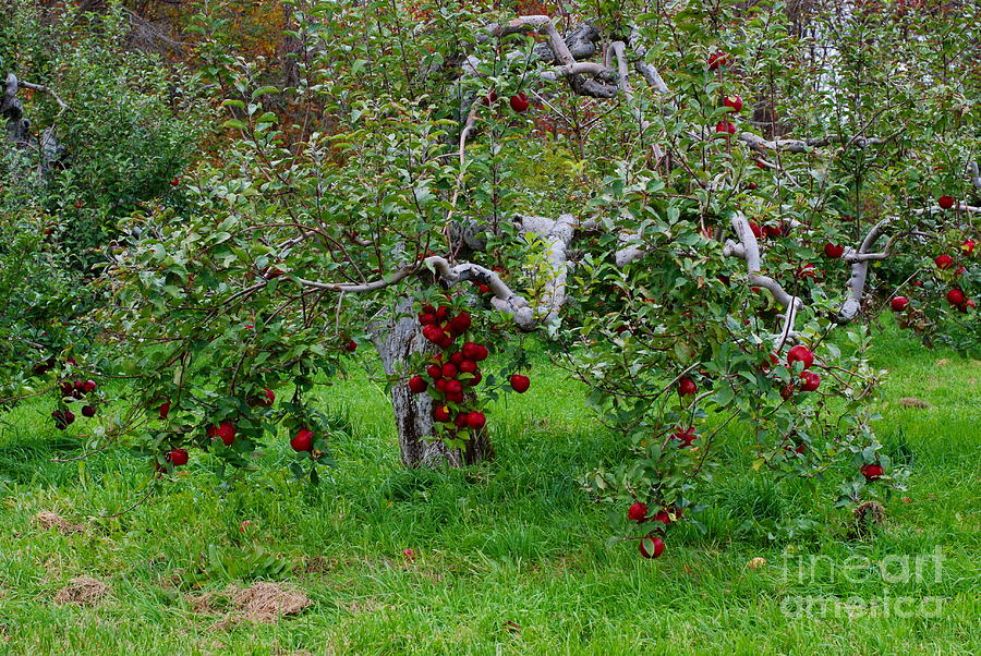Apple Tree II Photograph by Andrea Simon