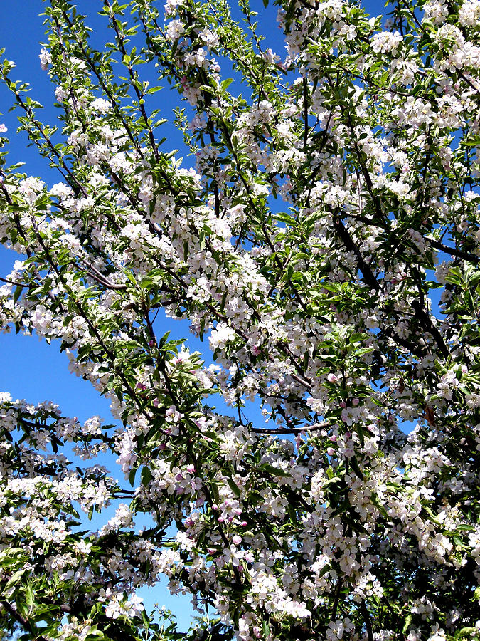 Apple Tree In Bloom Photograph by Will Borden