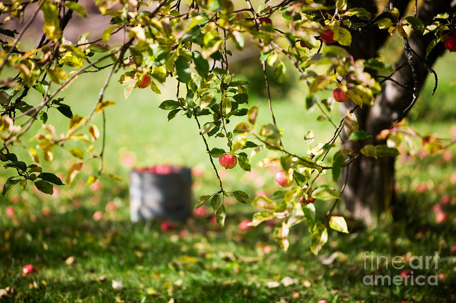 Apple Photograph - Apple tree by Kati Finell