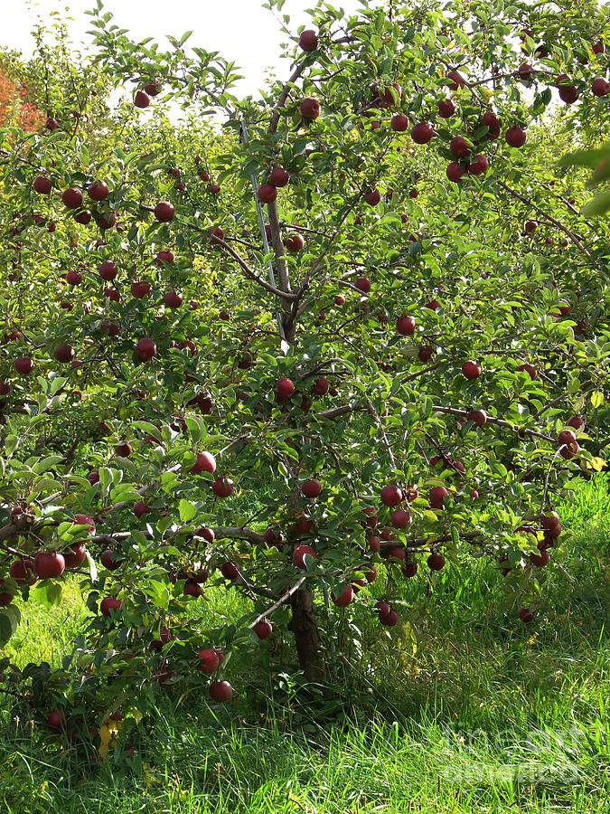 Apple Tree Photograph Photograph by Kristen Fox