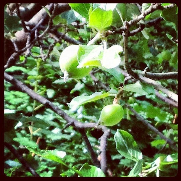 Summer Photograph - #apple #tree #summer #sun #love Makes by Camilla Hedlund