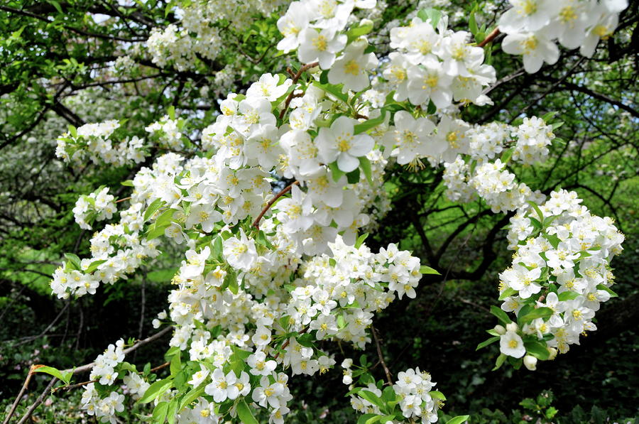 Apple Trees In Bloom by Megan Plesea