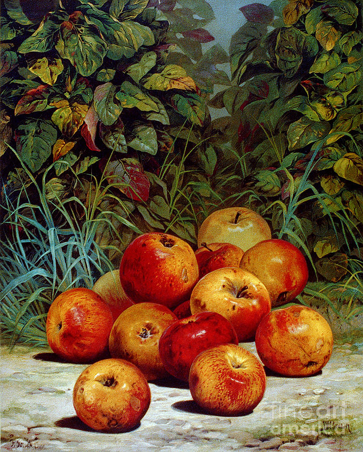 Apples, 1868 Photograph by Granger