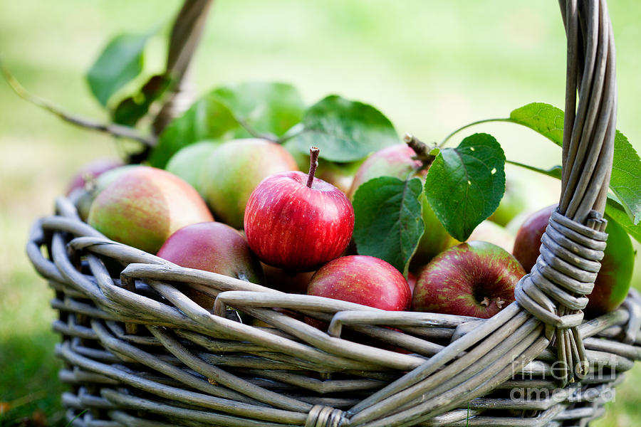 Apples In Basket Photograph
