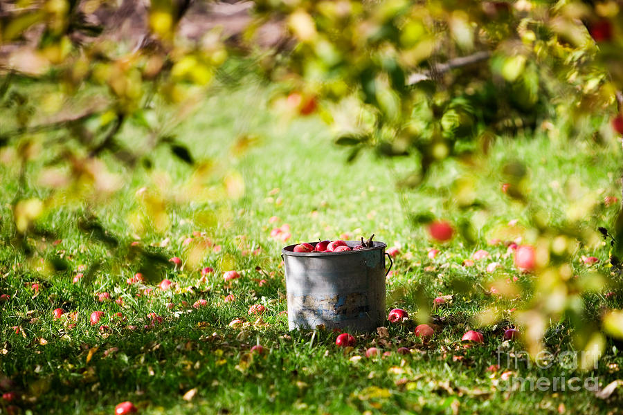 Apples in bucket Photograph by Kati Finell