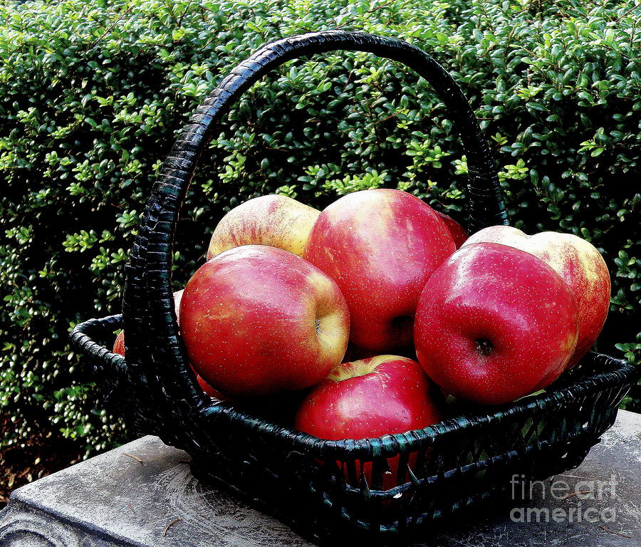 Apples Photograph by Tatyana Searcy