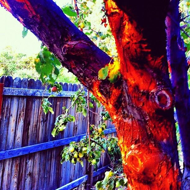 Summer Photograph - #appletree #sunlight by Augie Stardust