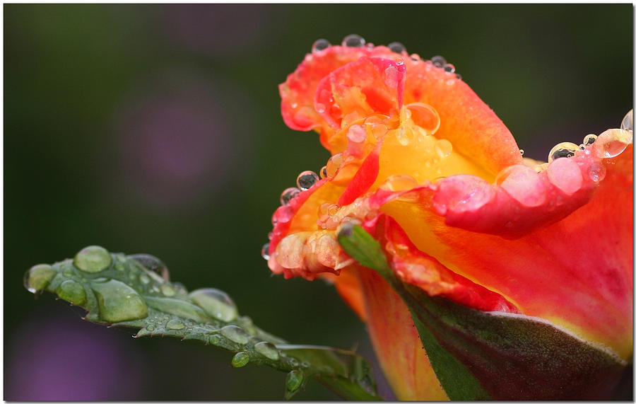 Rose Photograph - Apres Shower Too by Chet King