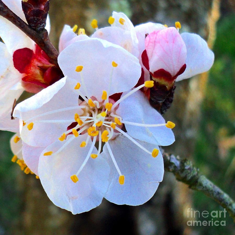 Flower Photograph - Apricot Flower and Veined Bud by Padre Art