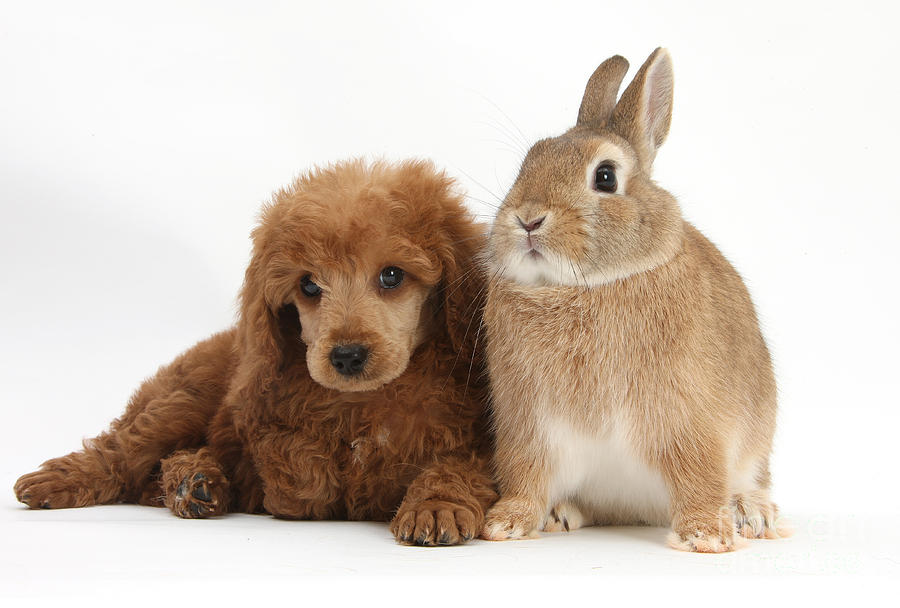 Apricot Miniature Poodle Pup With Rabbit Photograph by Mark Taylor