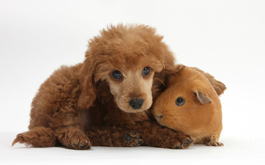 Apricot Miniature Poodle Pup With Red Photograph by Mark Taylor