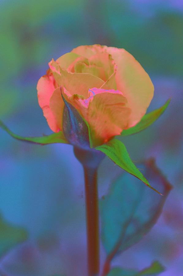 Apricot Rose Photograph by Jan Amiss Photography