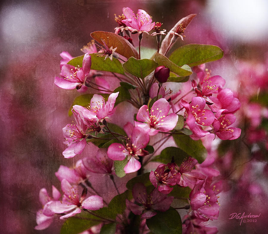 April crabapple in bloom Photograph by Don Anderson