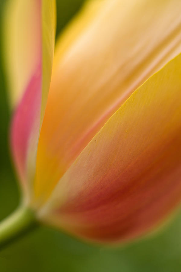 Tulip Photograph - April Grace by Mike Reid