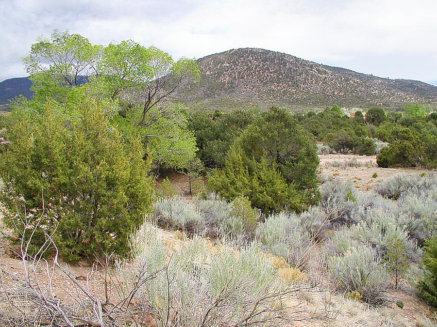 April New Mexico Desert Photograph by Kathleen Grace