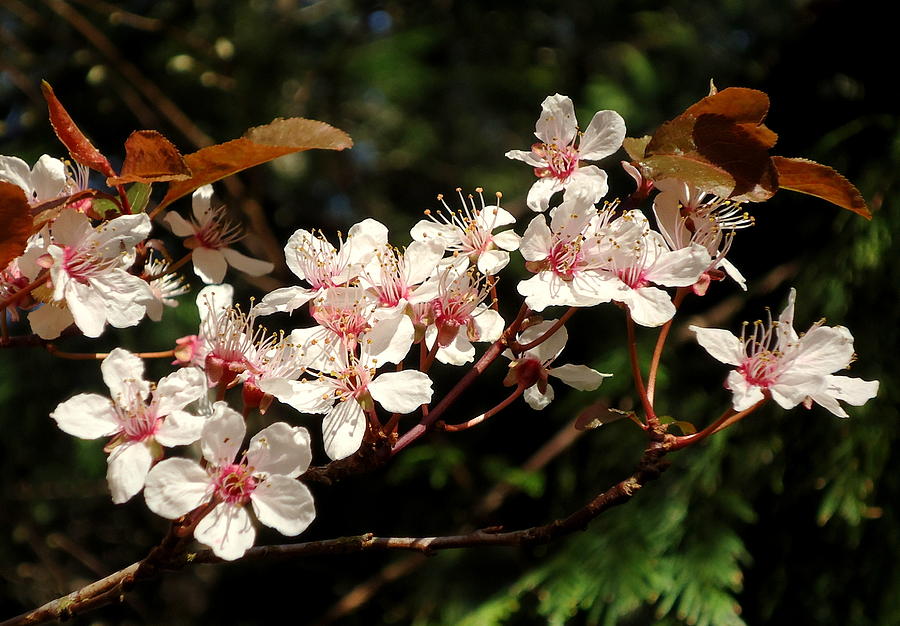 April Plum Blossom Photograph by Peter Mooyman