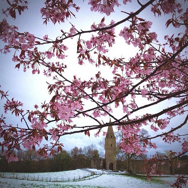 April Snows And Cherry Blossom Photograph by Fiona Scharlau