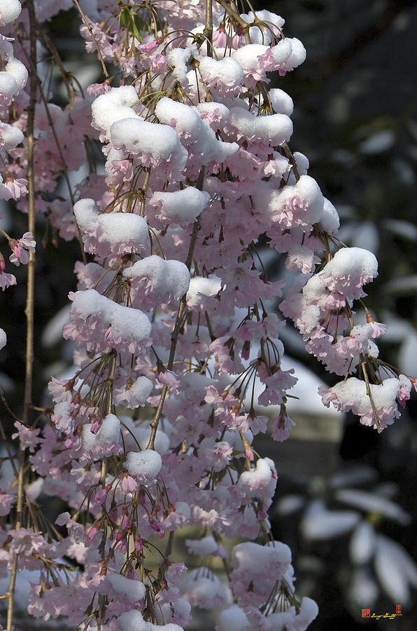 April Snows--Weeping Cherry Tree DHC022 Photograph by Gerry Gantt